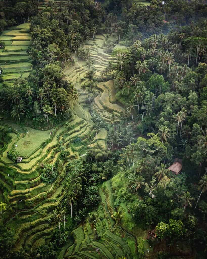 tegalalang rice terrace