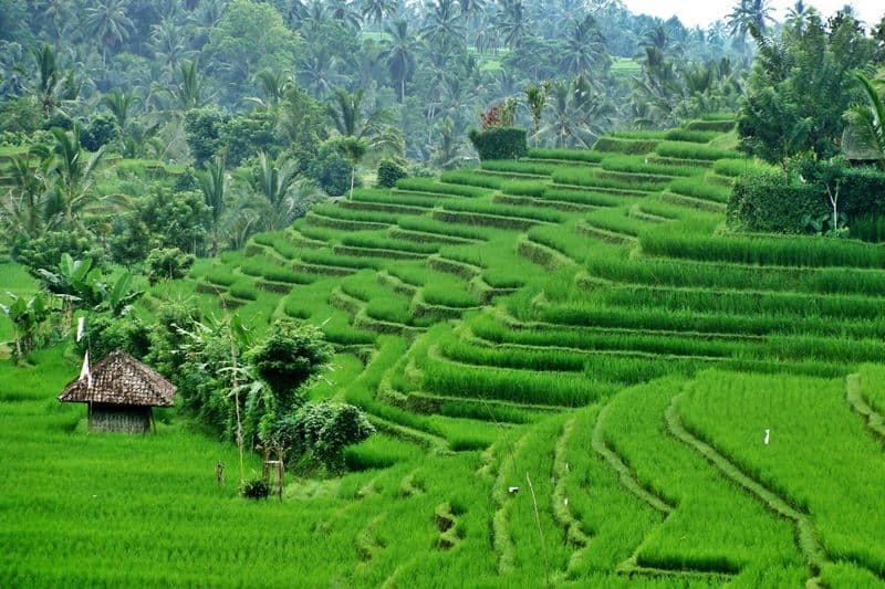 pupuan rice terrace