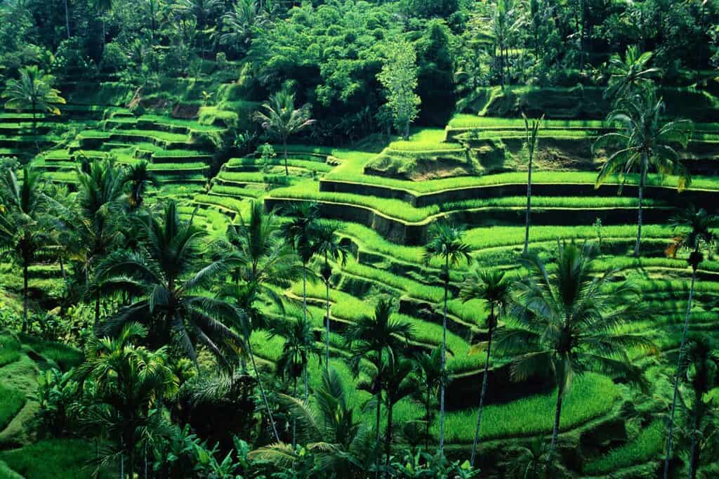 ubud