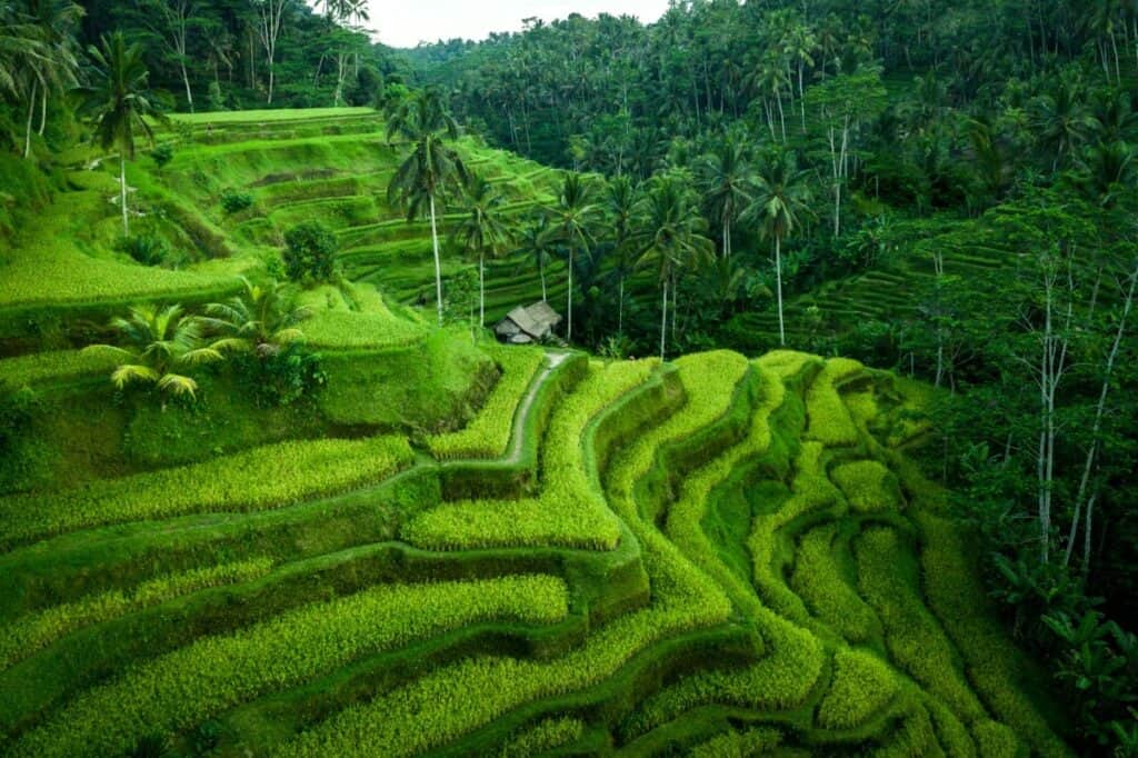 tegalalang rice terrace