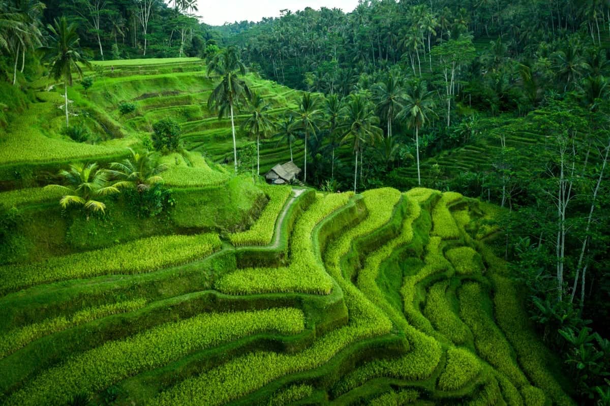 All The Best Rice Terrace Bali Swing In 2024 You Must Visit Bali 
