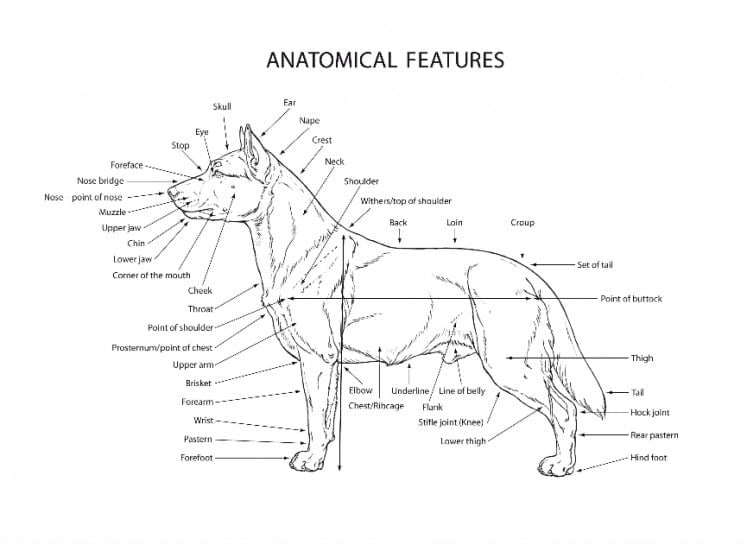 Diagram of dog's anatomical features.