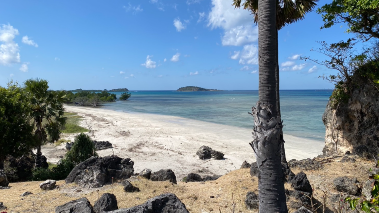 Tropical beach with palm trees and clear ocean.