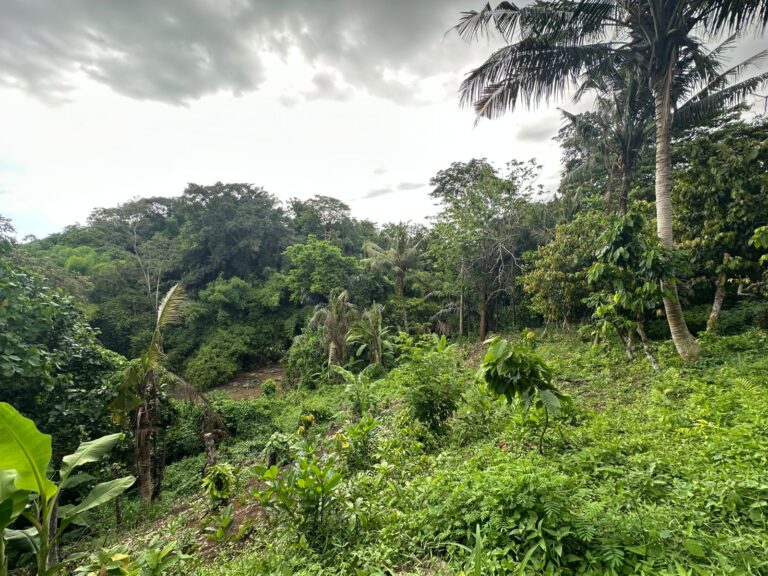 Lush tropical forest under cloudy sky