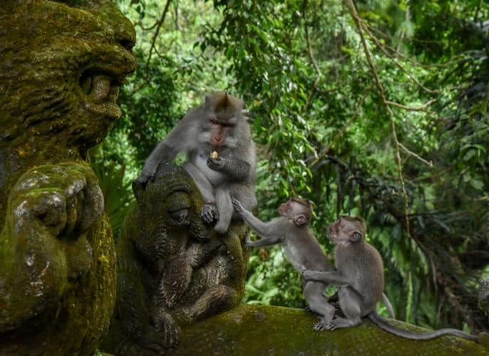 Monkeys sitting on stone statue in lush forest.