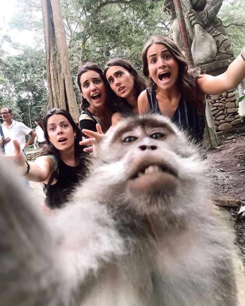 Monkey taking selfie with surprised tourists.