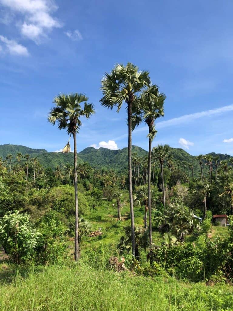 Lush greenery with palm trees under blue sky