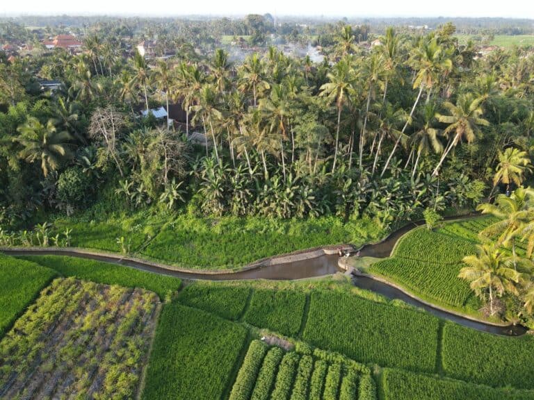 Lush green rice fields and tropical trees landscape.