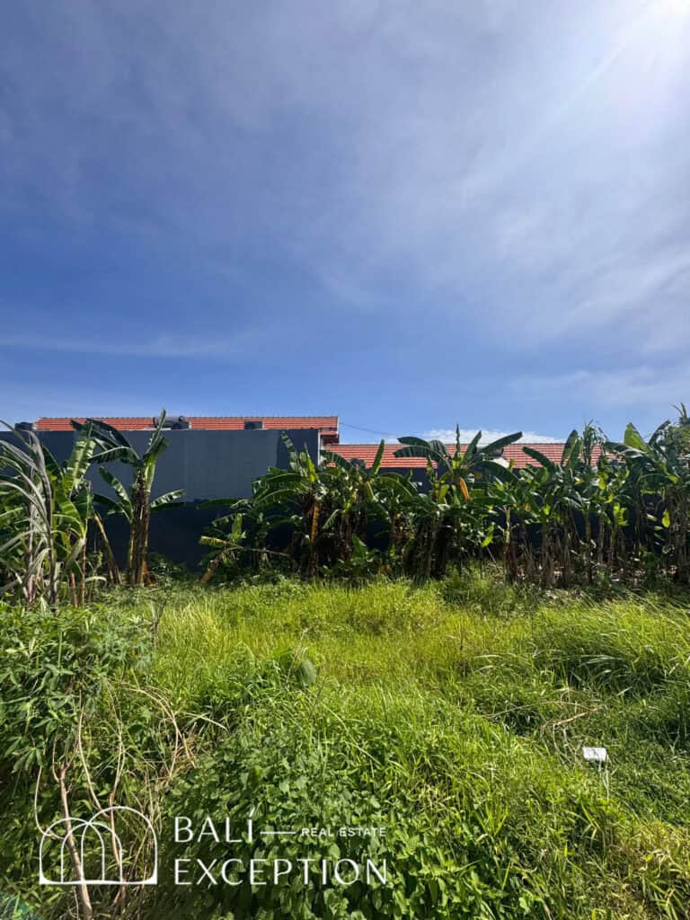 Green field with banana plants and house view