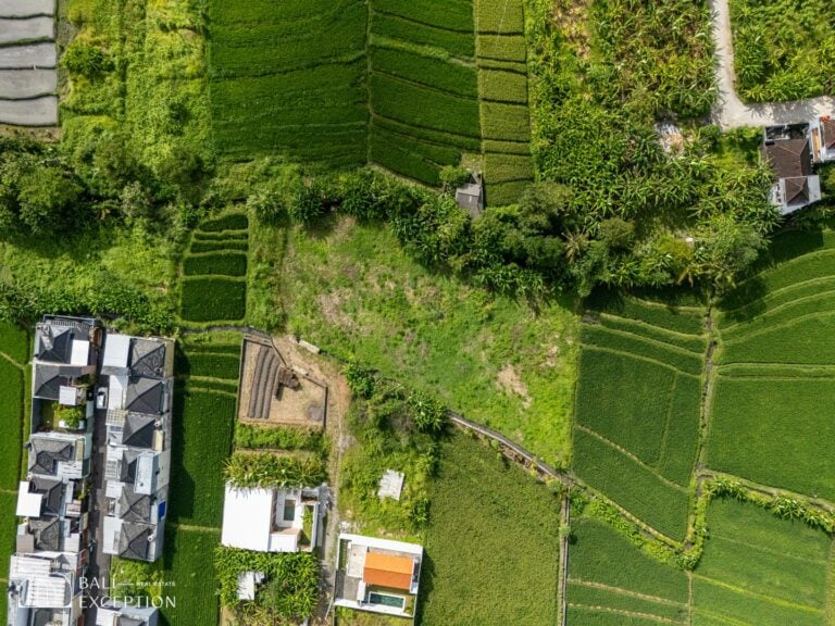 Aerial view of green rice fields and houses.