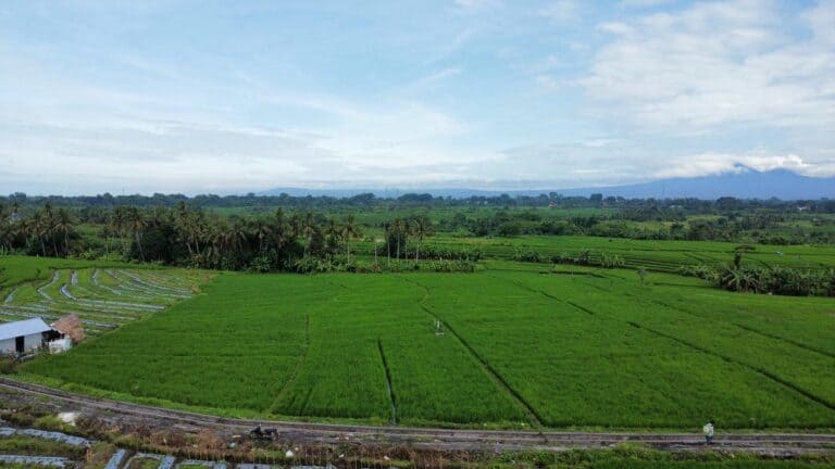 Lush green rice fields with distant mountains.